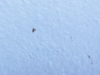 Блокнот А6 с бумажным карандашом и семенами цветов микс (синий)  (Изображение 7)