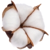 Цветок хлопка Cotton (Изображение 1)
