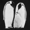 Свитшот Like a Penguin, черный, размер XS (Изображение 3)